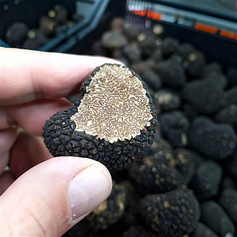 Cut Summer Truffle showing its naturally marbled interior