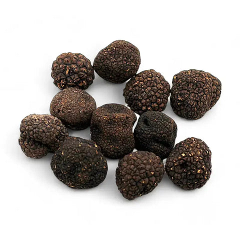 Pile of black black truffles from fresh autumn truffle Tuber Uncinatum B-grade