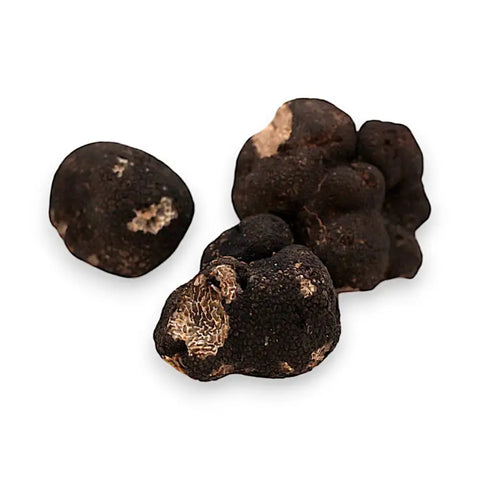 Fresh winter truffle Tuber Brumale B-grade with three black truffles on display