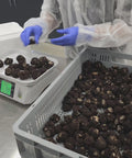 Fresh tuber brumale selection of Terra Ross